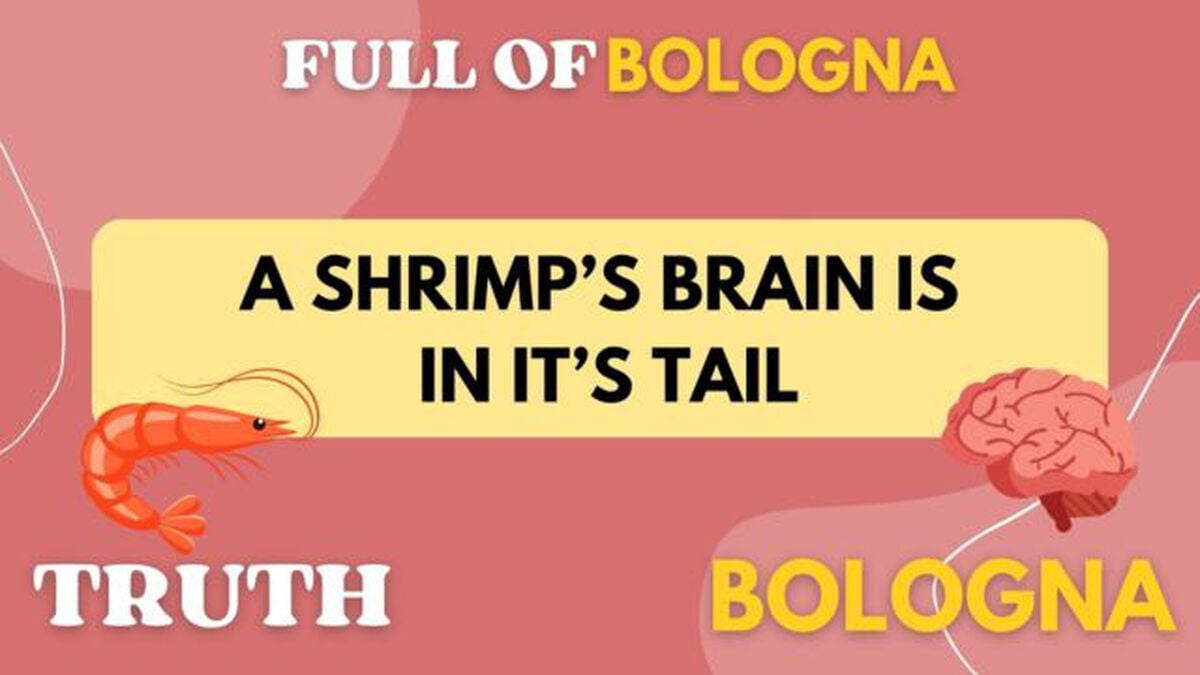 Full of Bologna image number null